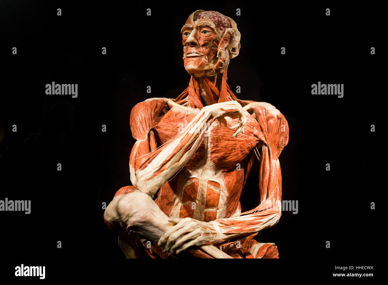 The Thinker at a Body World exhibition in Berlin, Germany Stock Photo