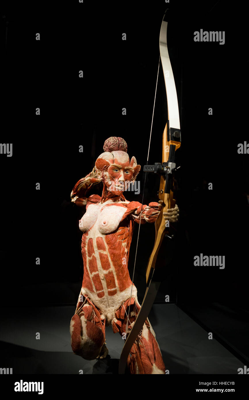 An archer at a Body World exhibition in Berlin, Germany Stock Photo