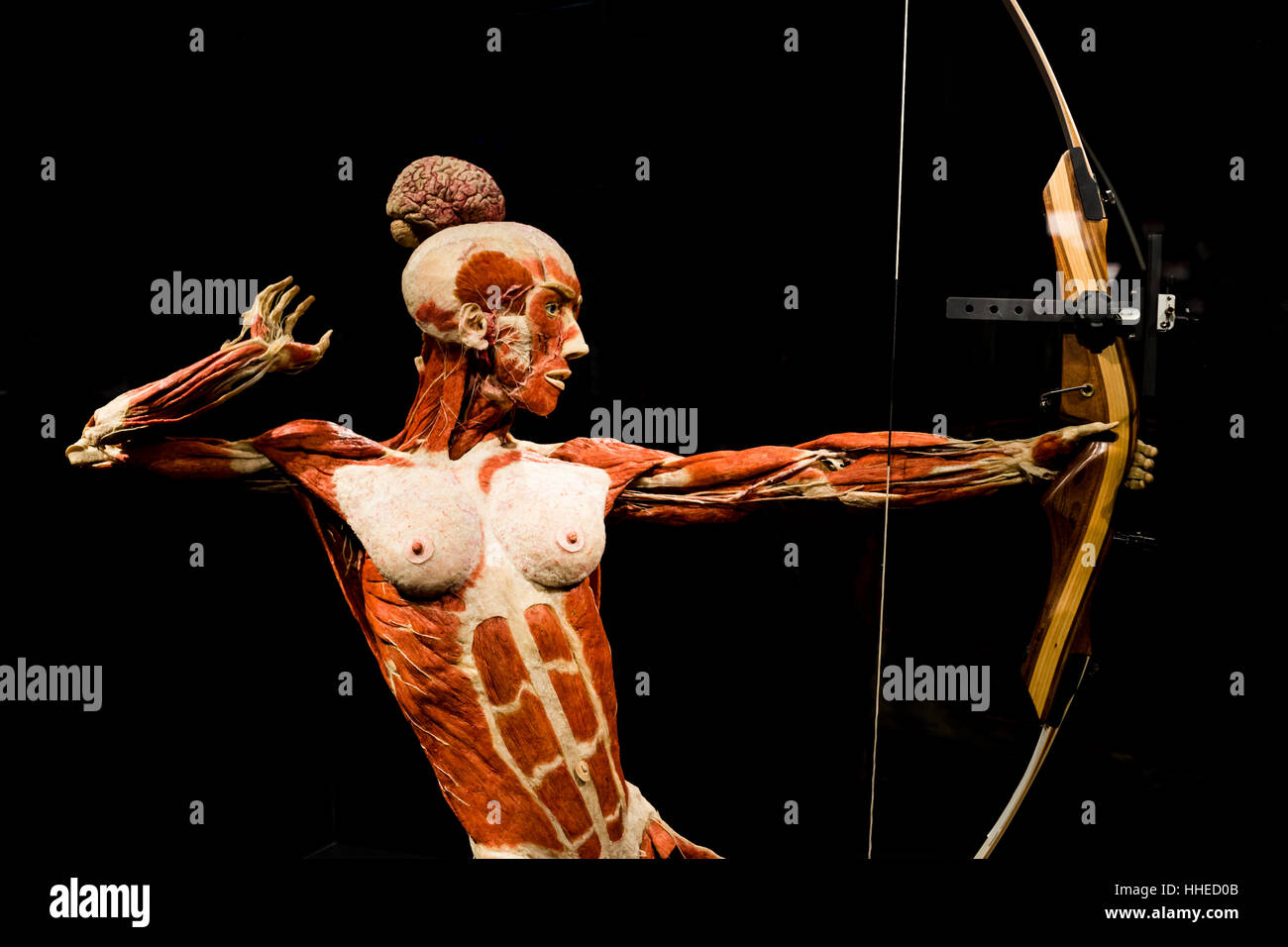 An archer at a Body World exhibition in Berlin, Germany Stock Photo