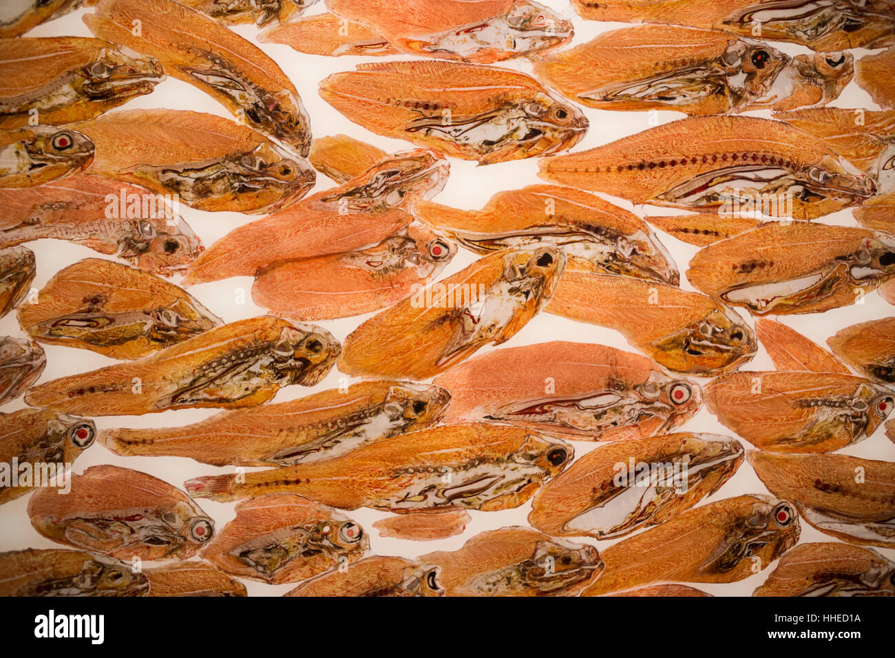 Cross-section of fish at a Body World exhibition in Berlin, Germany Stock Photo