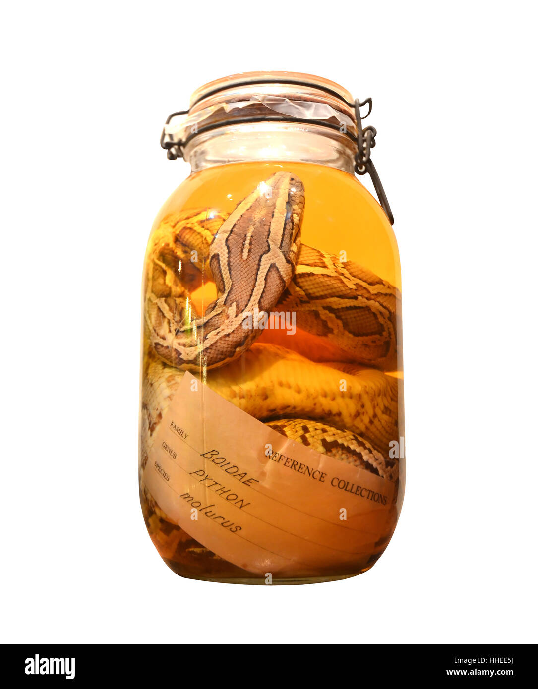 Preserved snake Cut Out Stock Images & Pictures - Alamy