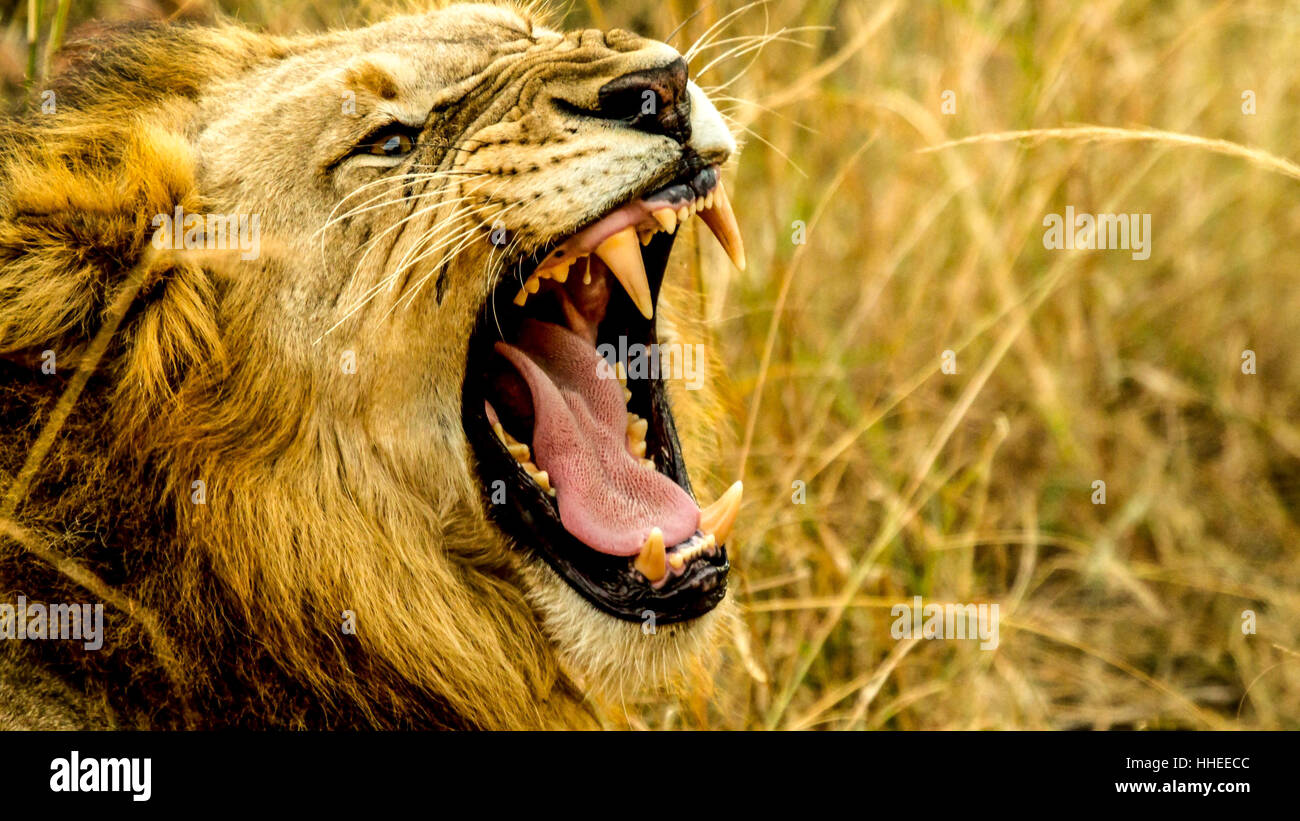 Roaring lion head panthera hi-res stock photography and images - Alamy