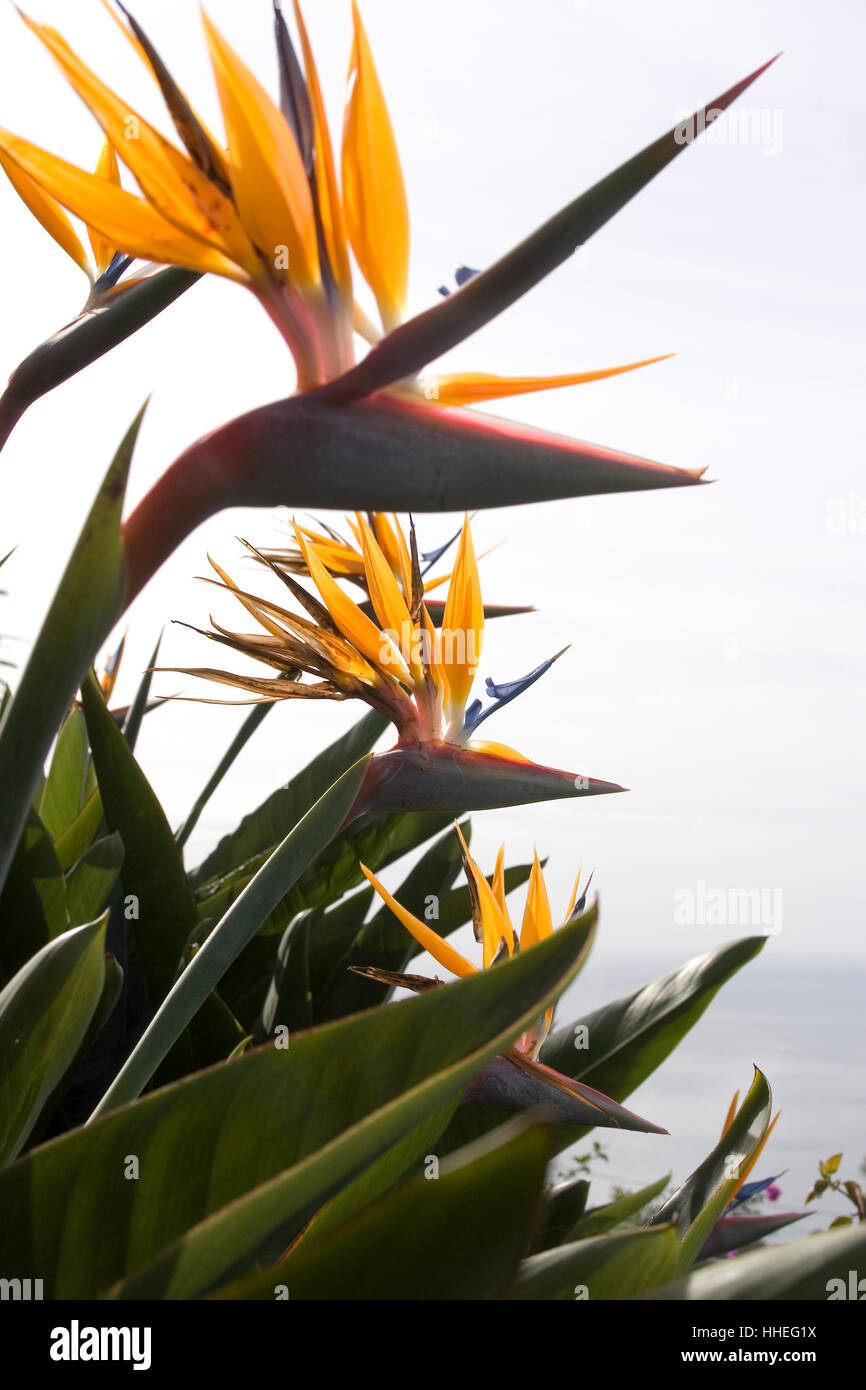 Strelitzia, bird of paradise flower, Madeira, Portugal Stock Photo Alamy