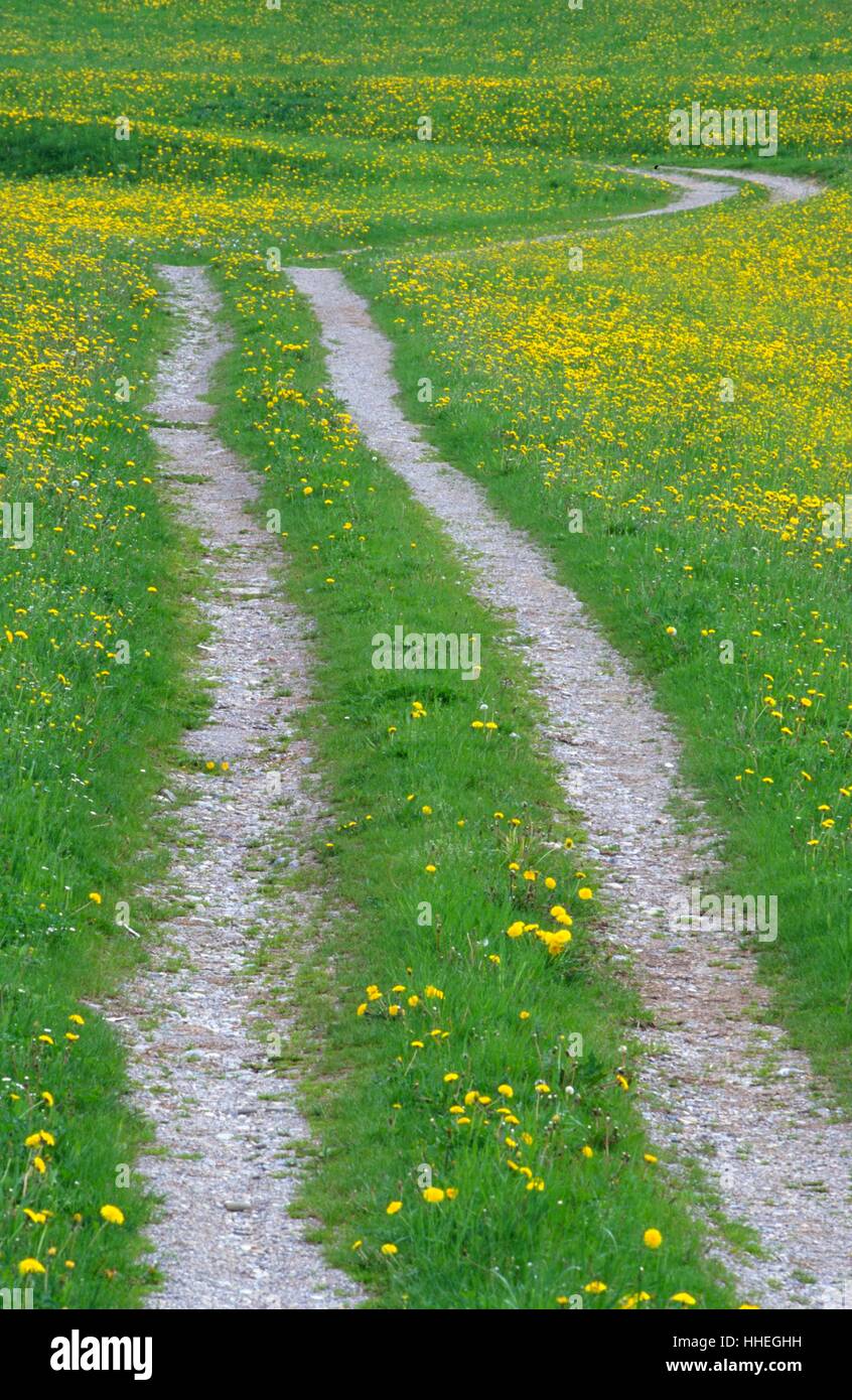 Country Lane Spring Flowers country lane hi-res stock photography and images - Alamy