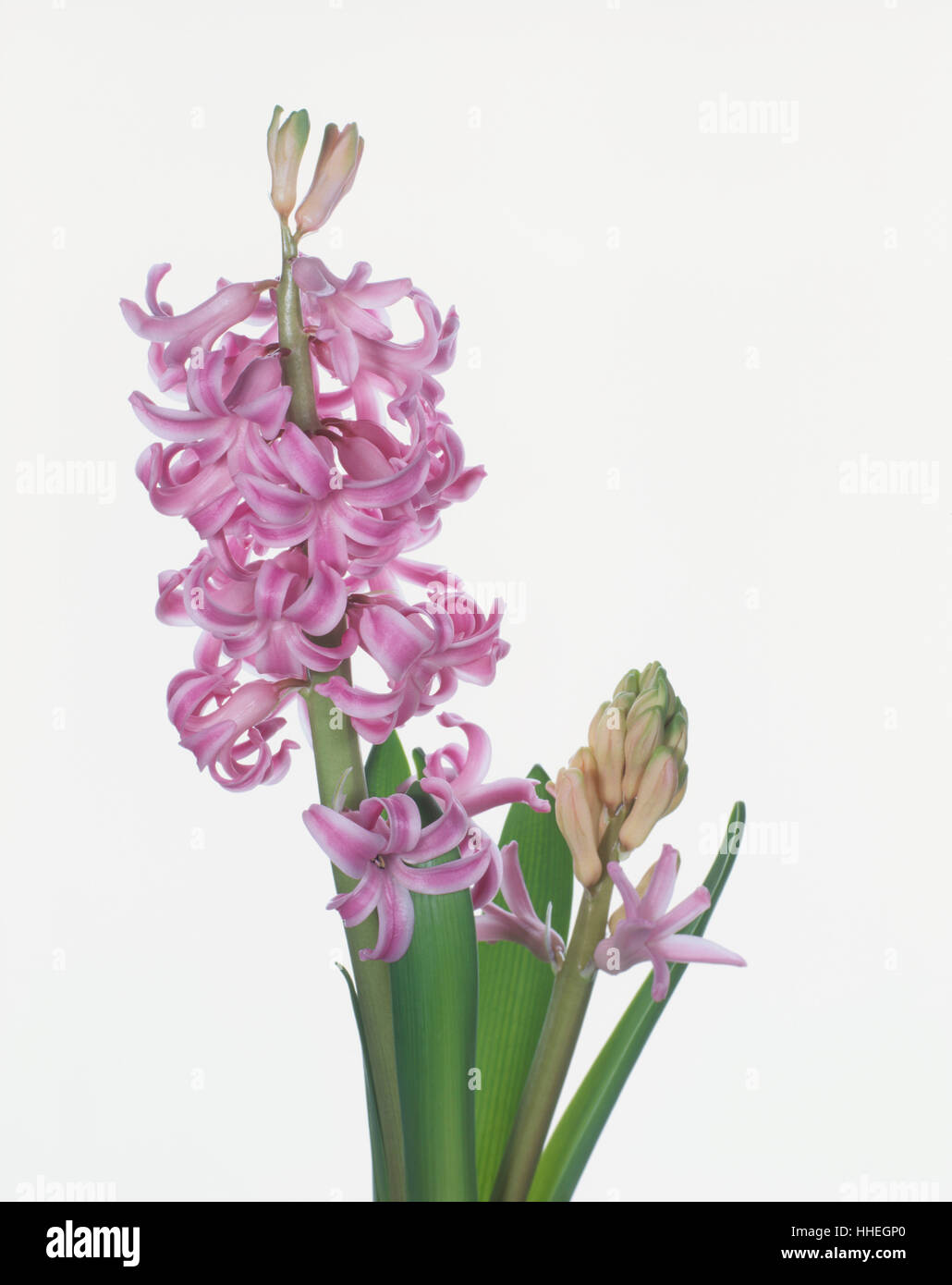 Blossoms of Hyacinth (Hyacinthus) Stock Photo