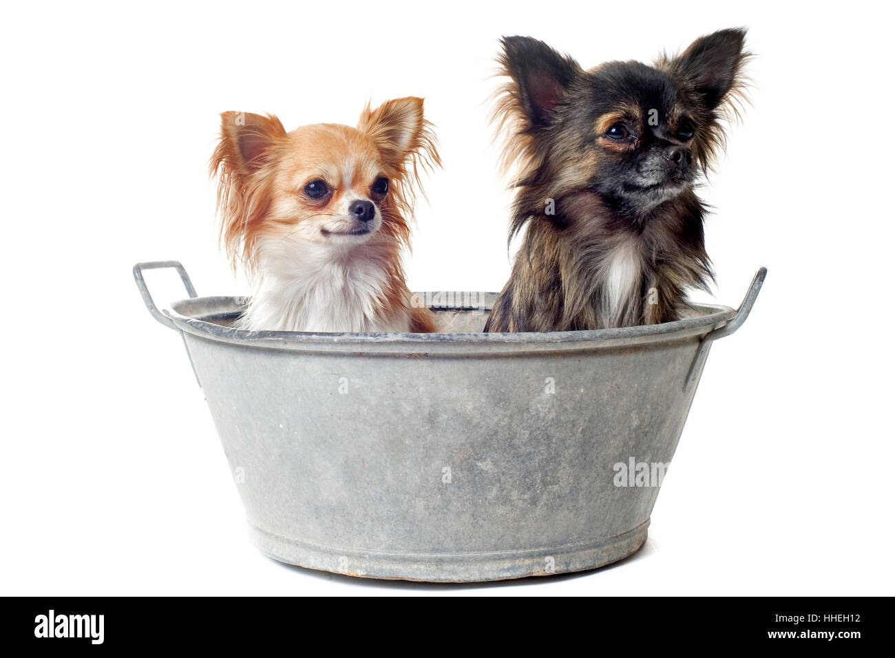 dog, dogs, puppy, bath tub, tub, bathtub, two, beautiful, beauteously