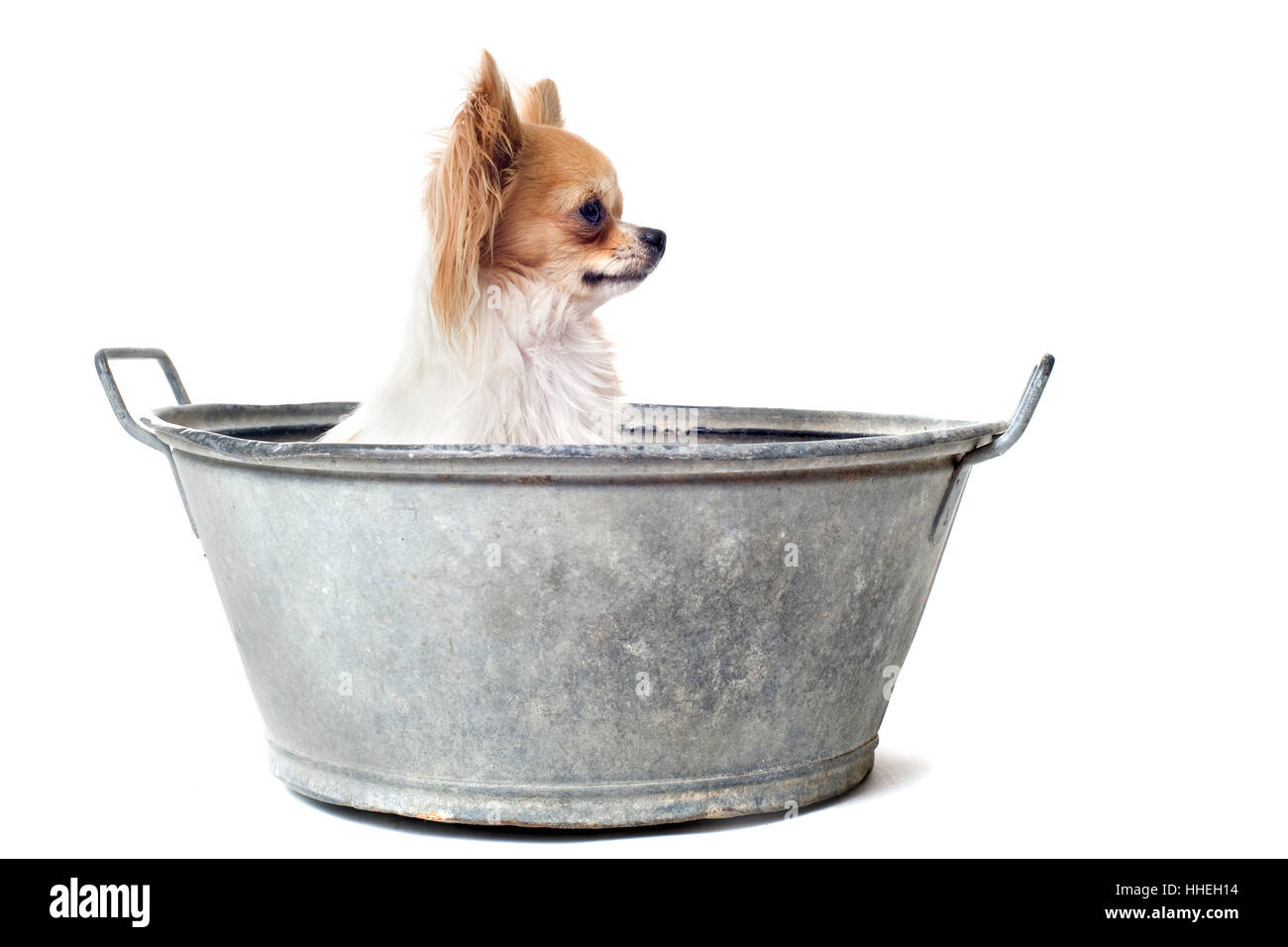 dog, dogs, puppy, bath tub, tub, bathtub, two, beautiful, beauteously