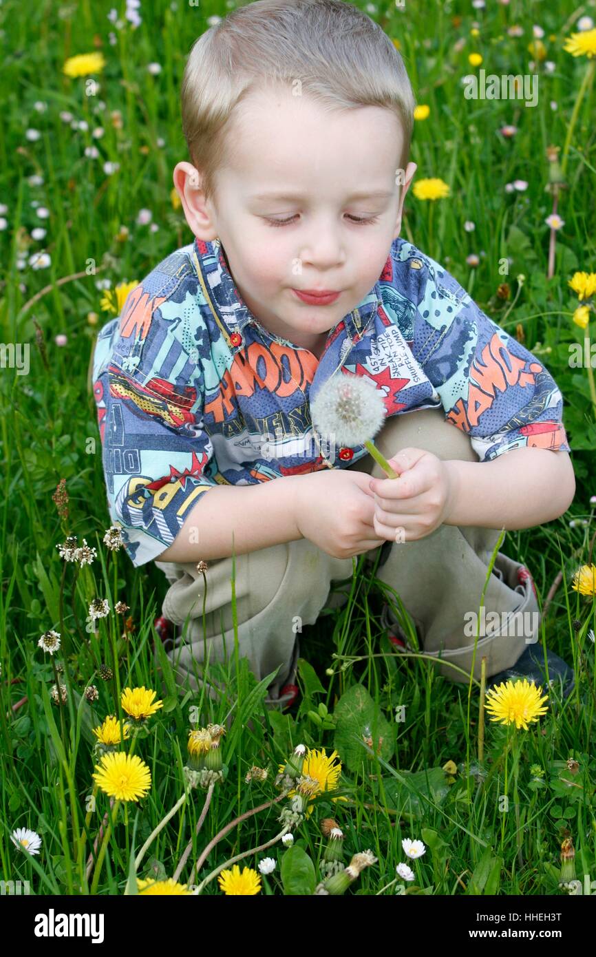 Little boy playing with blowball Stock Photo