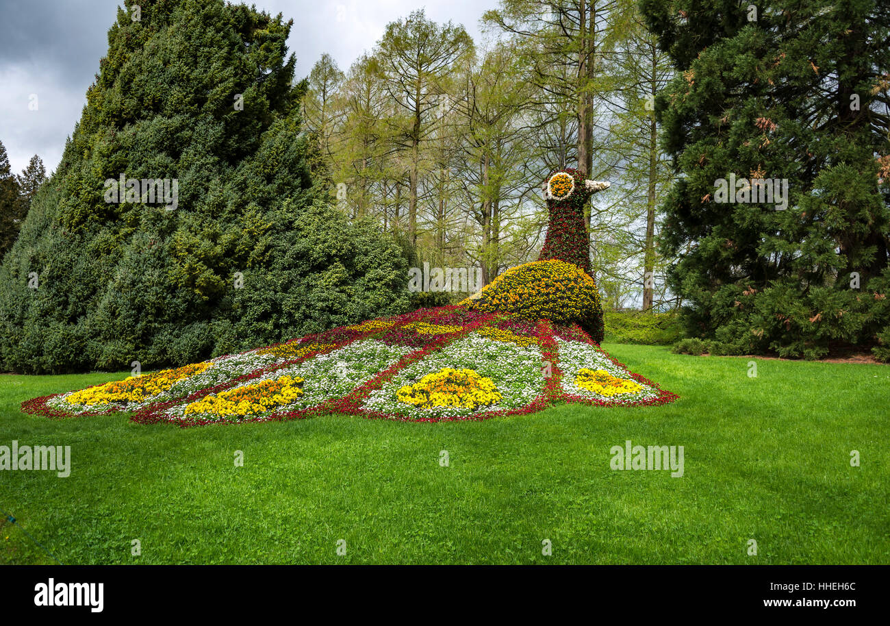 Flower sculpture, peacock made of flowers, Mainau, Lake Constance, Baden-Württemberg, Germany Stock Photo