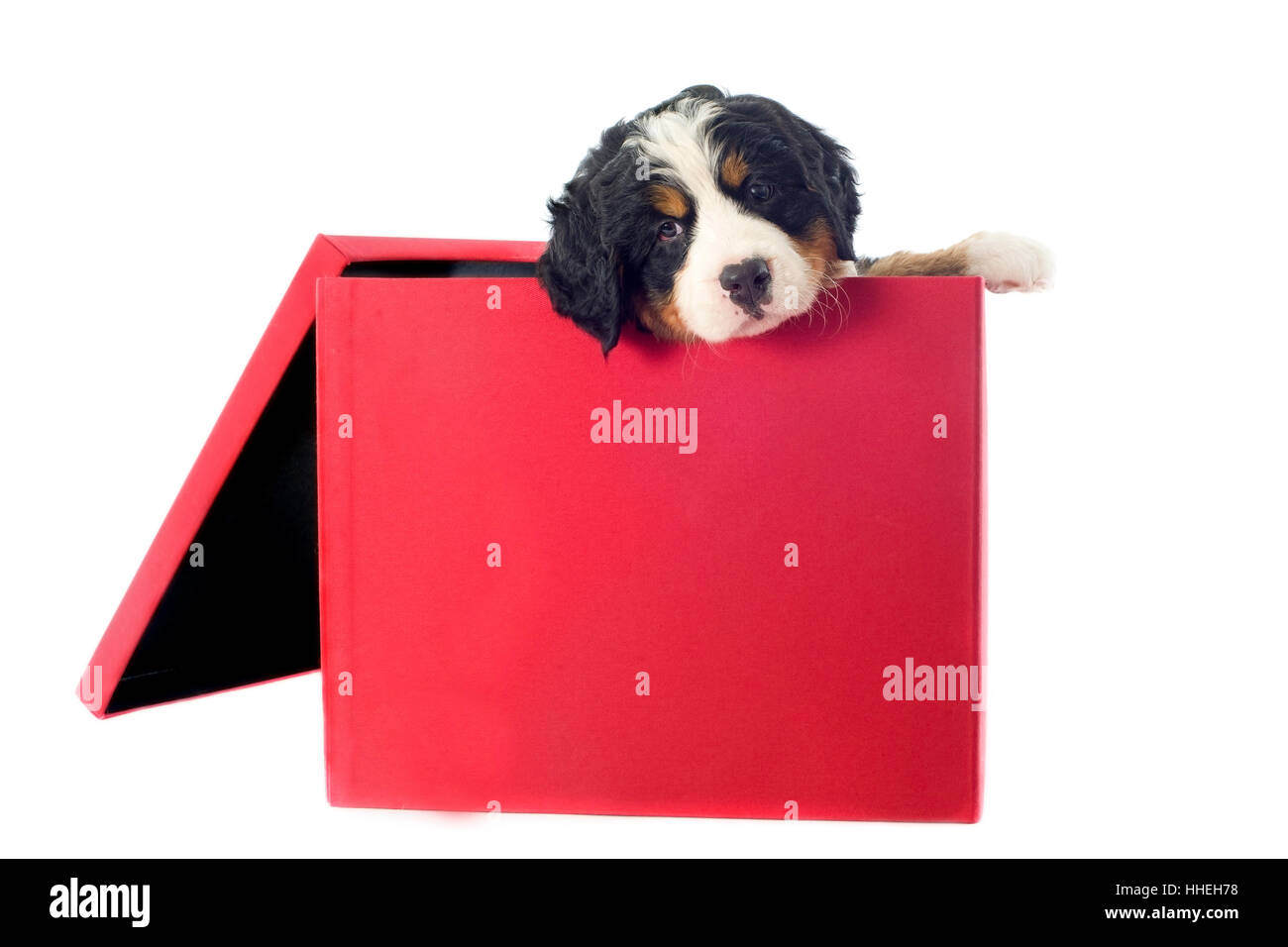 portrait, dog, puppy, box, boxes, red, head, animal, pet, look, glancing, see, Stock Photo