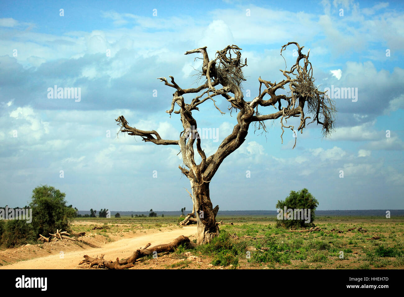 Dry tree in the African savanna. Amboseli national park in Kenia Stock