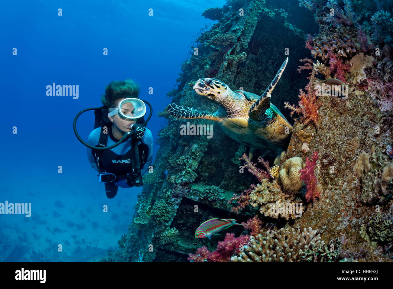 Diver observing loggerhead sea turtle (Caretta caretta) at Giannis D shipwreck, Shab Abu Nuhas coral reef, Red Sea, Egypt Stock Photo