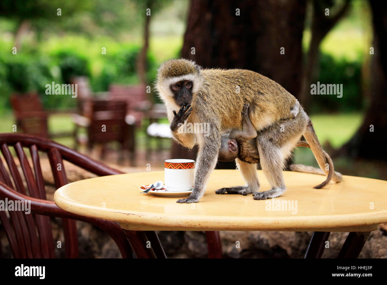 Monkey with a baby drinking from a cup Stock Photo