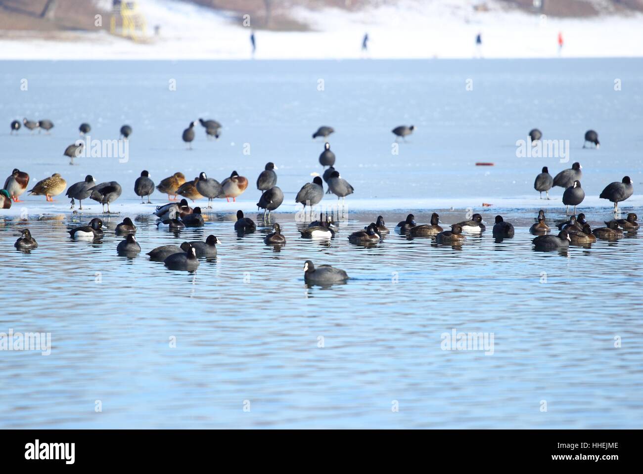 Water birds on frozen lake Jarun in Zagreb, Croatia Stock Photo