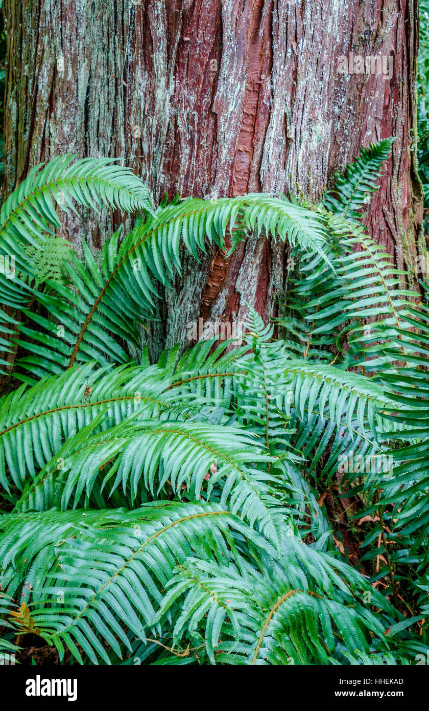Cedar nobody plants tree hires stock photography and images Alamy