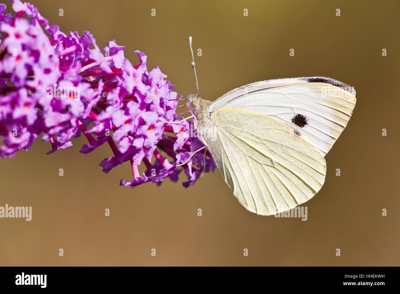 bloom, blossom, flourish, flourishing, bigger, types, cabbage white butterfly, Stock Photo