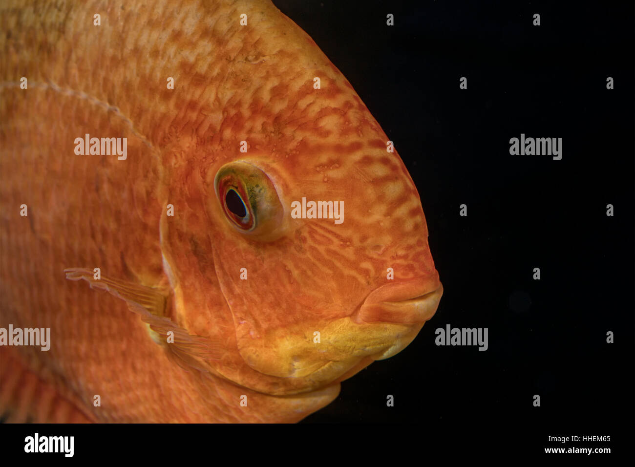 Portrait of cichlid fish (Heros sp.) in aquarium Stock Photo