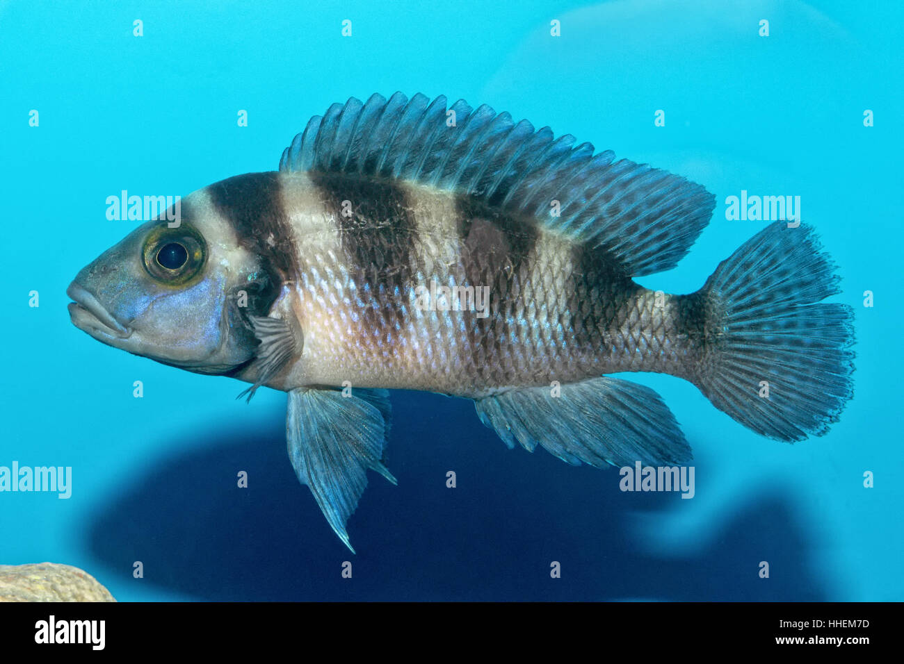 Portrait of cichlid fish (Neolamprologus sexfasciatus) in a aquarium Stock Photo