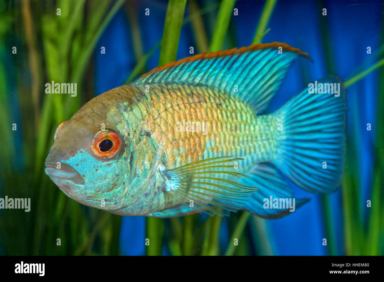 Portrait of cichlid fish (Andinoacara sp.) in aquarium Stock Photo