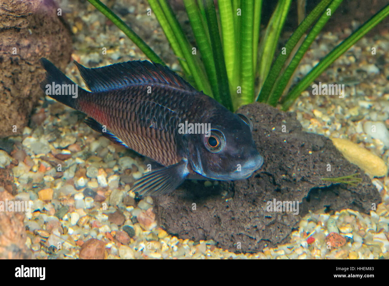 Portrait of cichlid fish (Tropheus sp.) in a aquarium Stock Photo