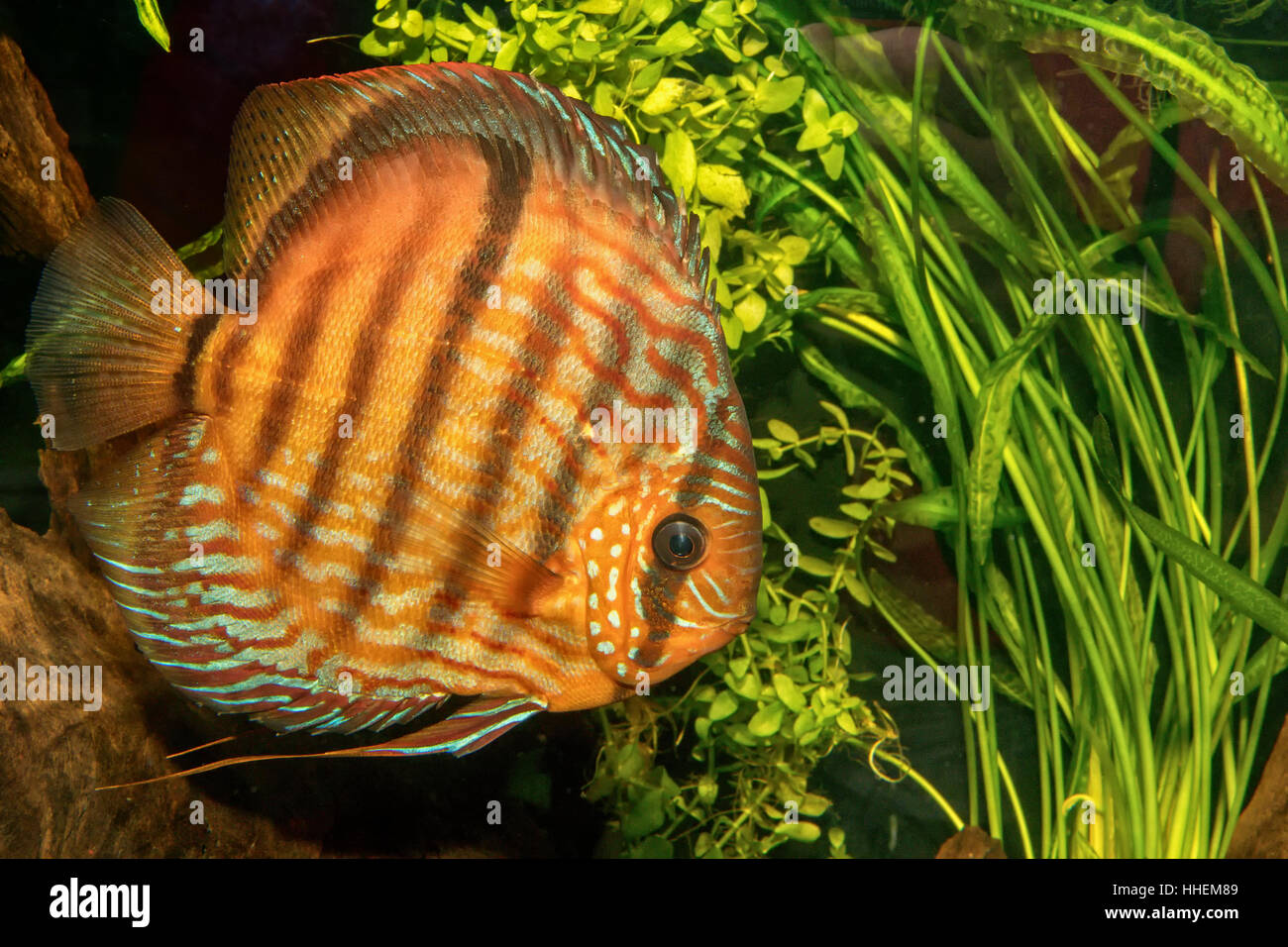 Portrait of discus fish (Symphysodon discus) in a aquarium Stock Photo