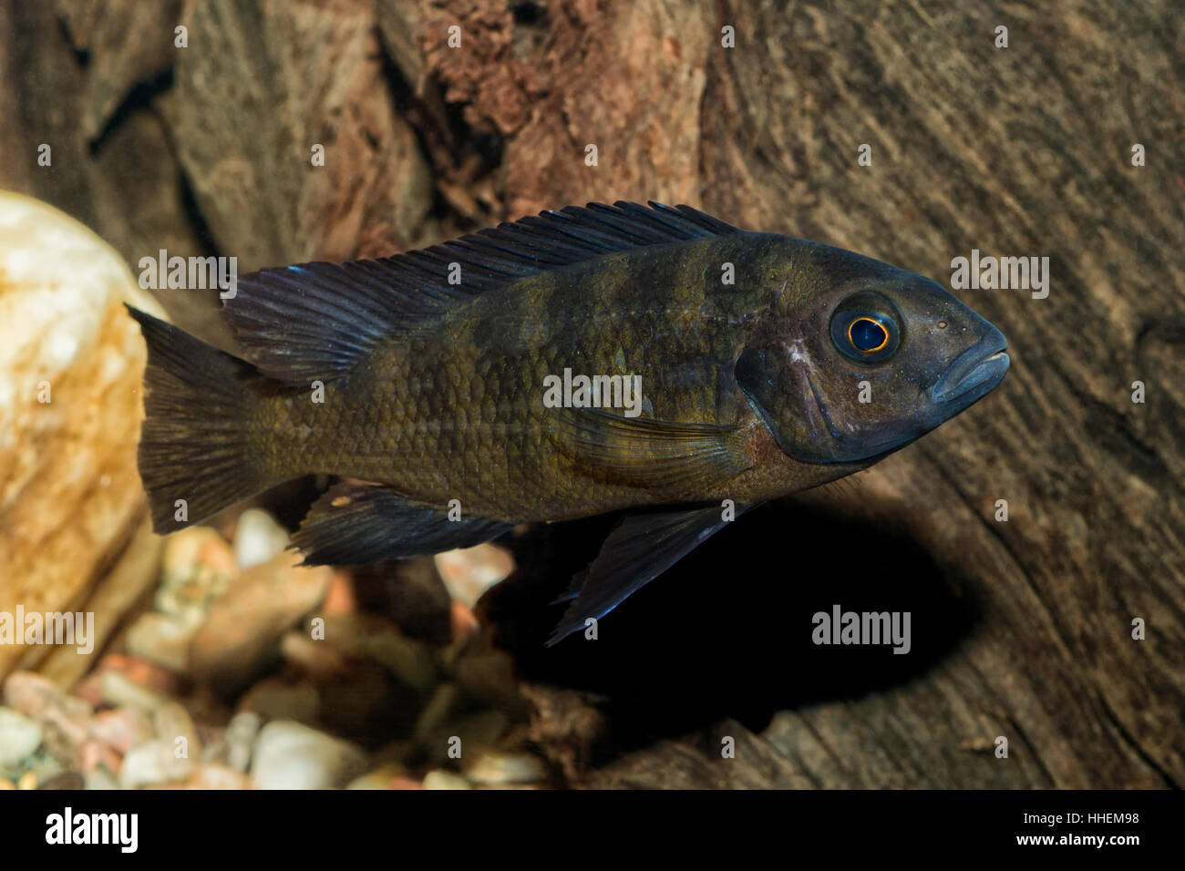 Portrait of cichlid fish (Pseudotropheus crabro) in aquarium Stock Photo