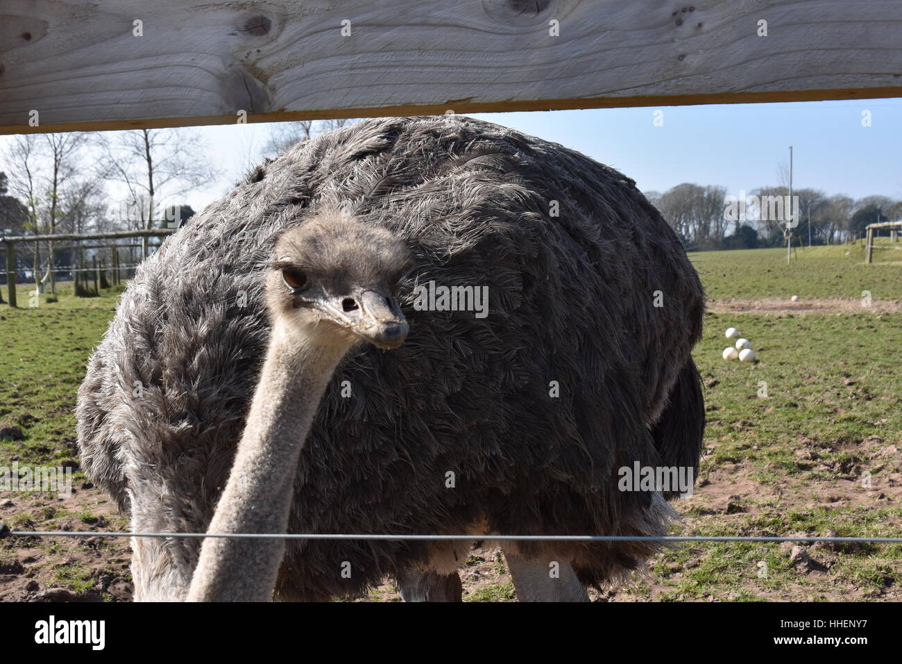 Emu / Ostrich eyeballing Stock Photo
