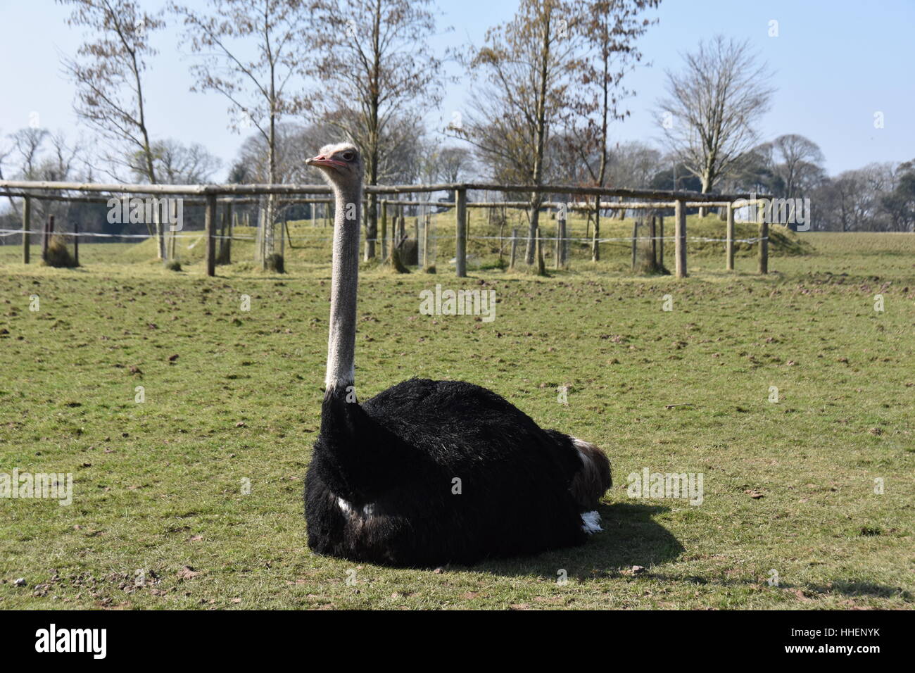 Emu / Ostrich sitting in the grassland Stock Photo