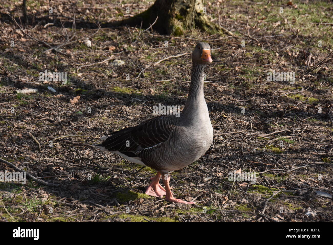 Duck freerange in park Stock Photo