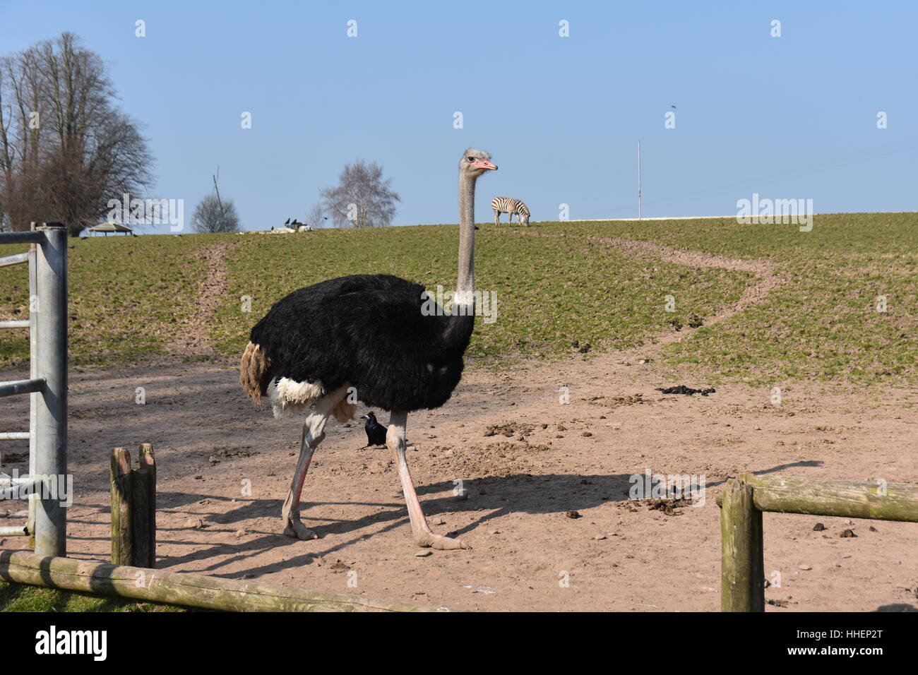 Emu / Ostrich walking in the reserve / park Stock Photo