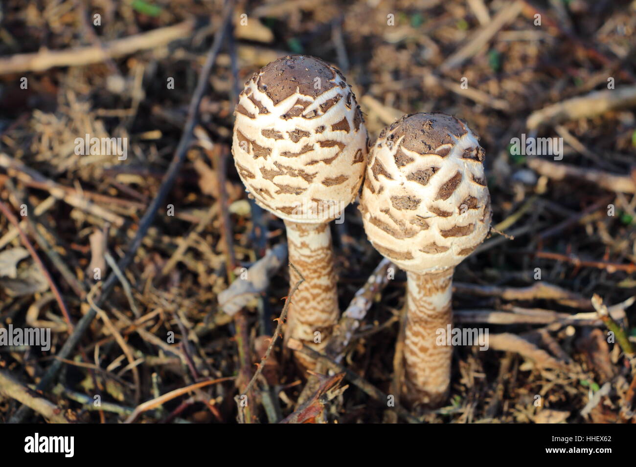 Common parasol mushrooms on humus Stock Photo