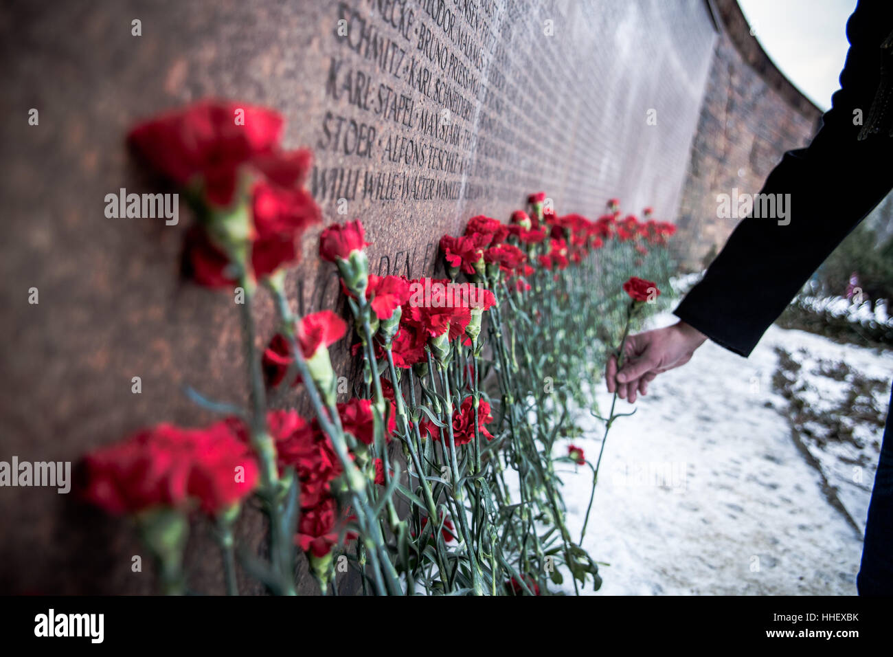 A man adds a red carnation to a grave in Friedrichsfelde Friedhof Berlin at the annual memorial of the killing of Karl Liebknecht and Rosa Luxemburg Stock Photo