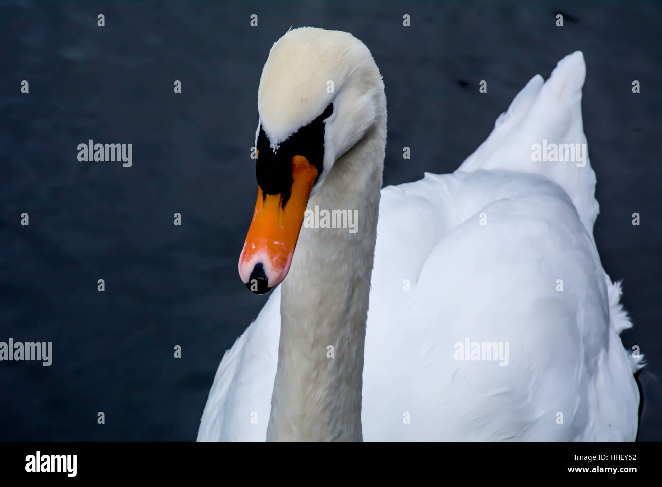 Orange swan beak hires stock photography and images Alamy