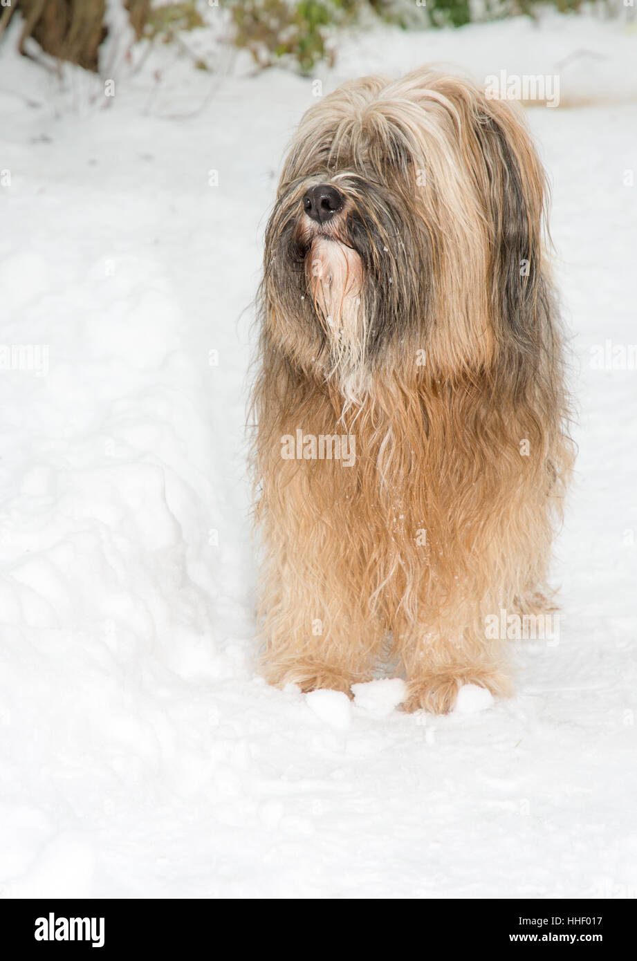 A small long haired store dog originating in tibet