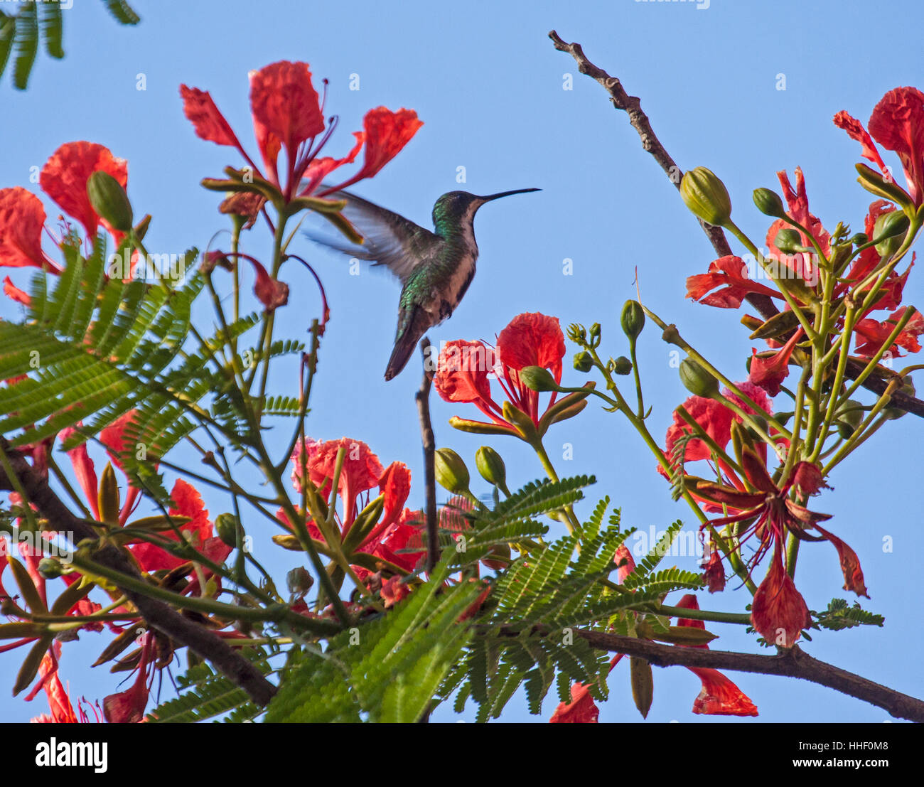 Black throated mango hummingbird hovering at blossoms in Brazil Stock Photo