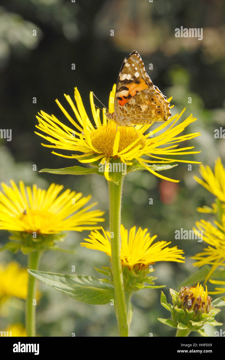 Butterfly sits on a flower drink nectar from yellow flowers and ...