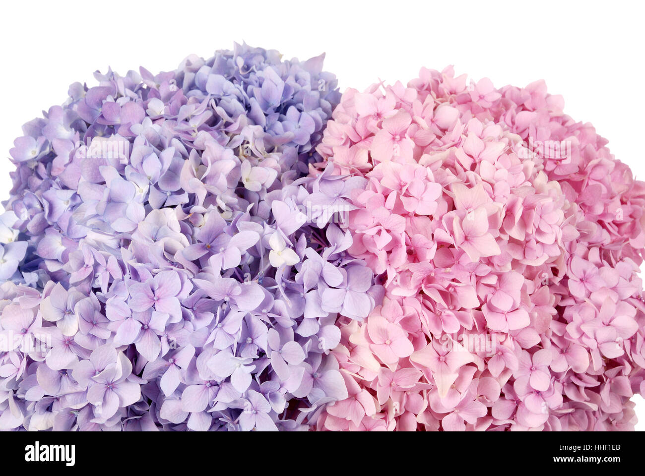 Beautiful blue and pink hydrangeas flower background. Natural color. Stock Photo