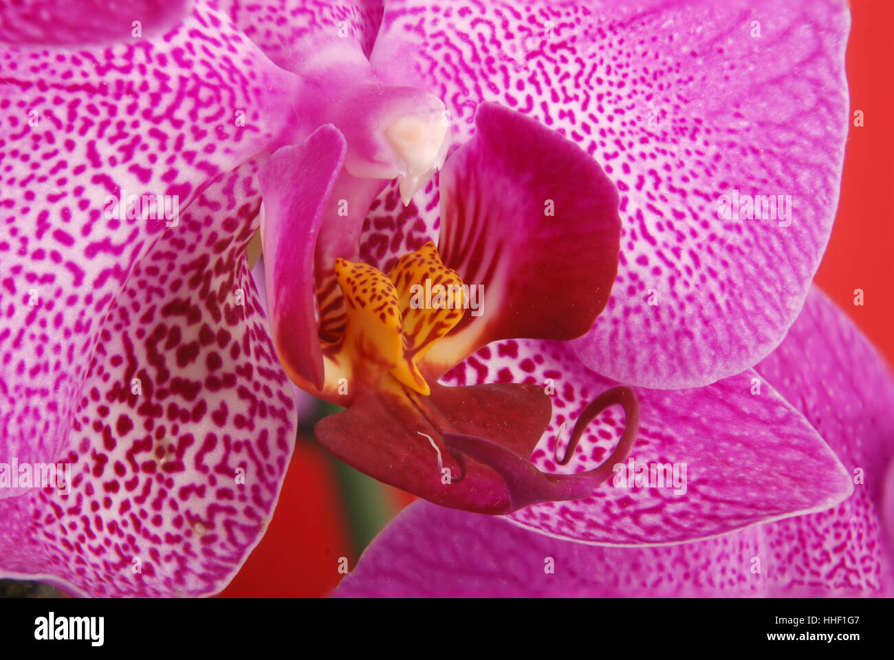 Purple orchid flower with veins close up Stock Photo - Alamy