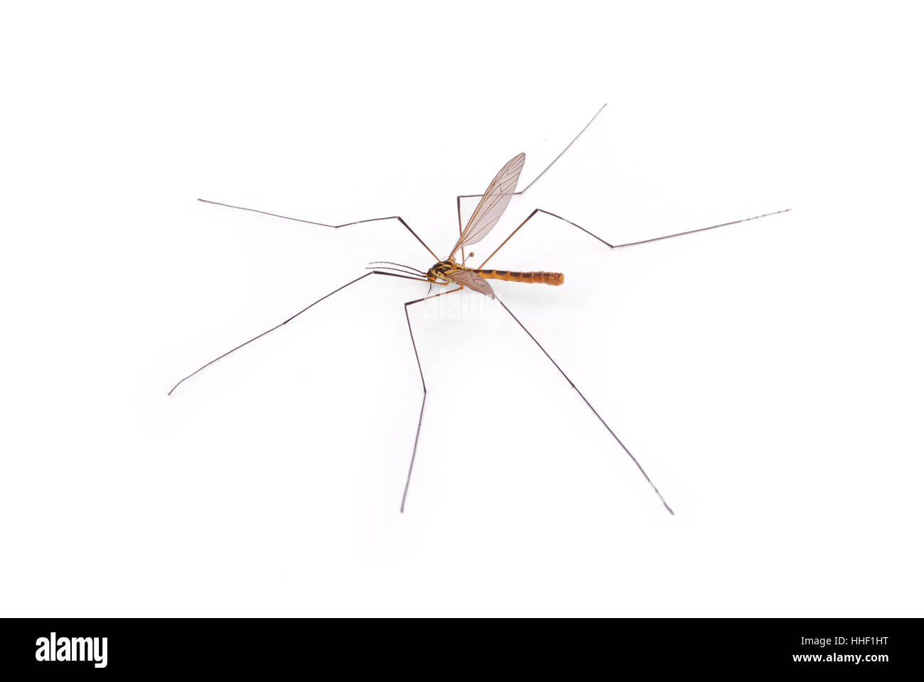 Anopheles Mosquito Female Hi-res Stock Photography And Images - Alamy