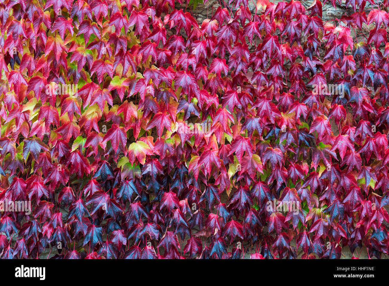 Parthenocissus tricuspidata. Red Boston Ivy / Japanese Creeper leaves in autumn Stock Photo