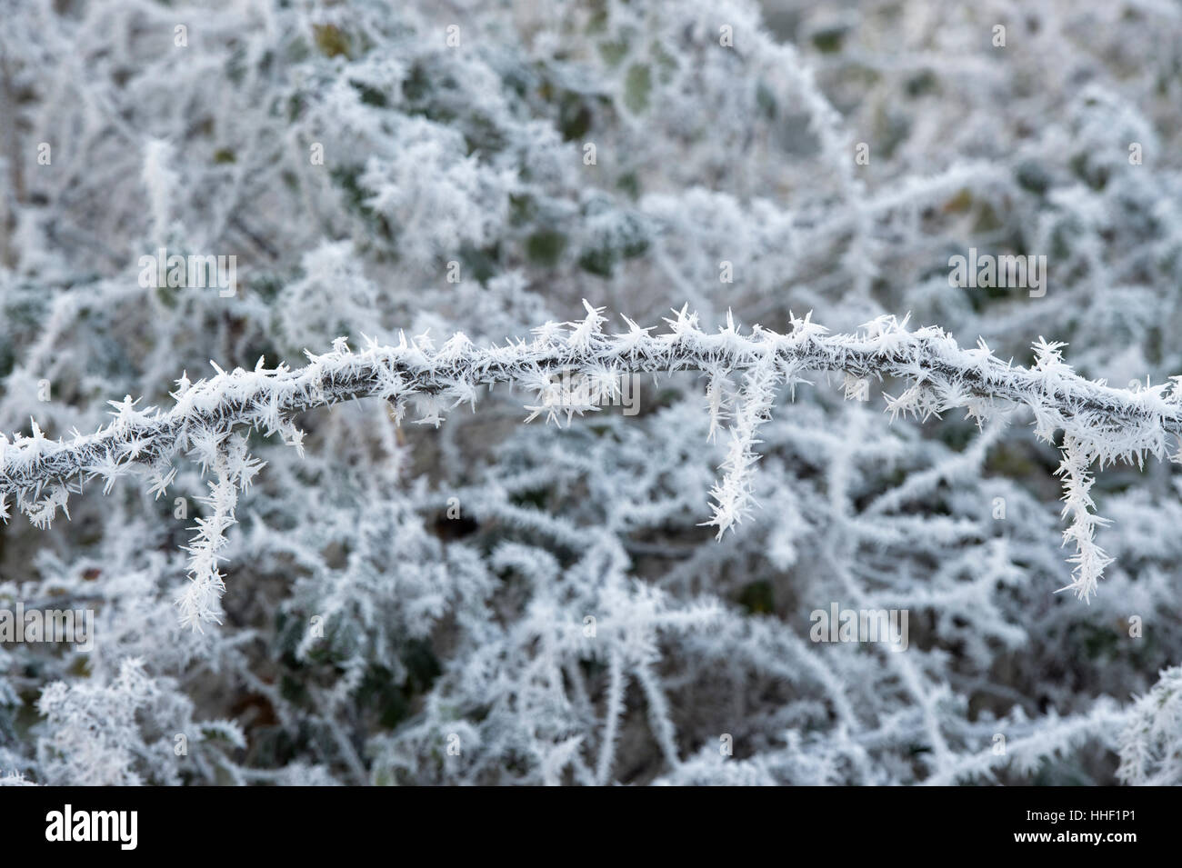 Rubus fruticosus. Thorny Blackberry bush stem covered in a hoar frost in the english countryside Stock Photo