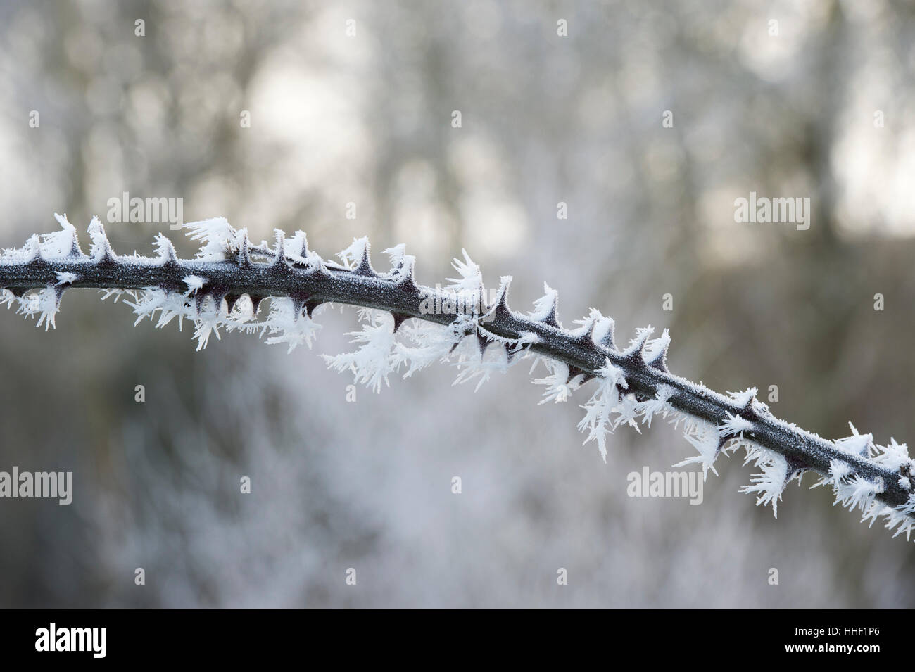 Rubus fruticosus. Thorny Blackberry bush stem covered in a hoar frost in the english countryside Stock Photo