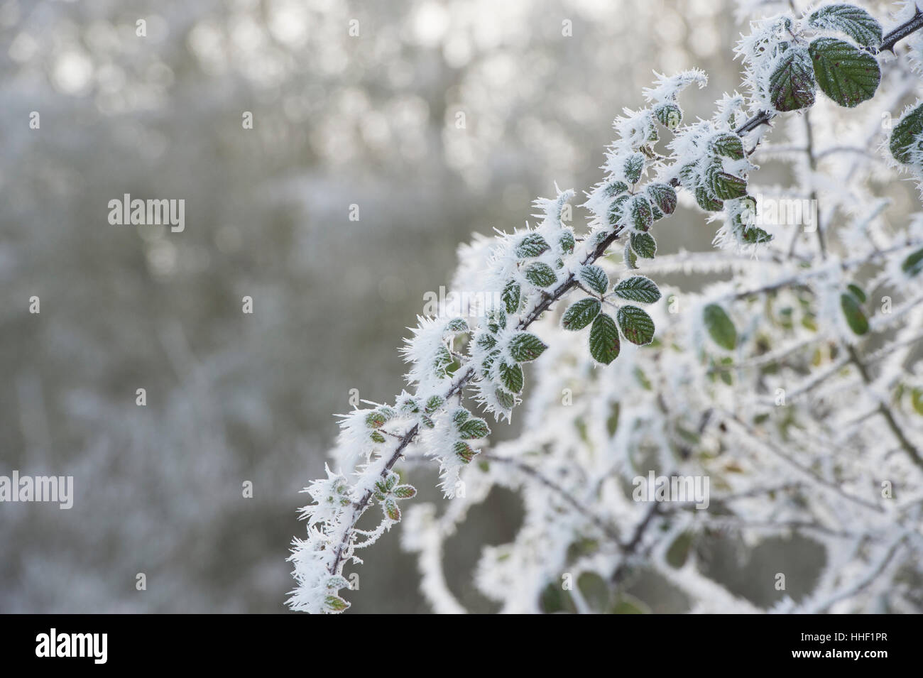Rubus fruticosus. Blackberry bush covered in a hoar frost in the english countryside Stock Photo