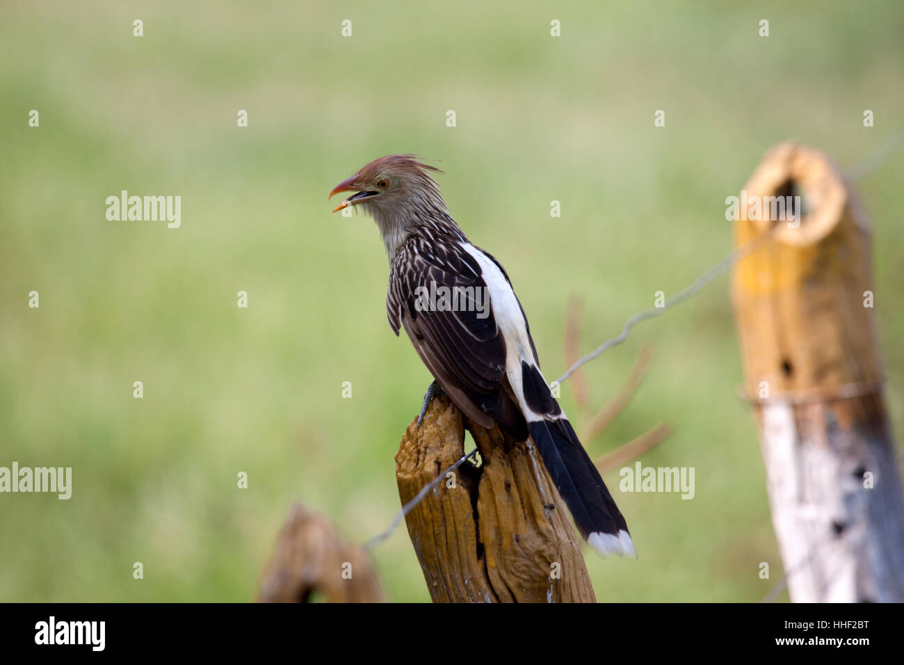 Guira cuckoo perched on post in Brazil Stock Photo