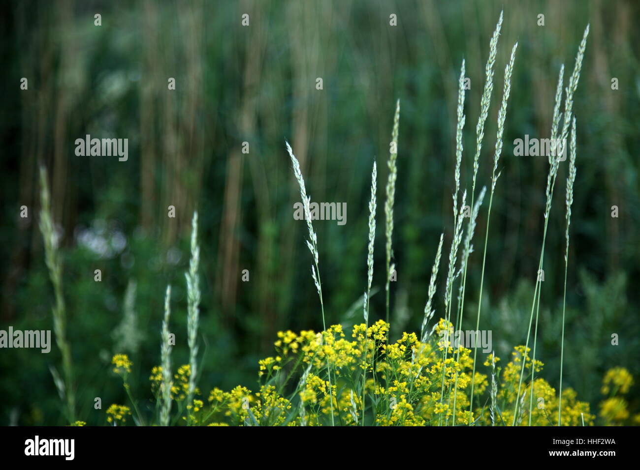 plant, green, flora, grasses, mustard, meadow, grass, lawn, yellow