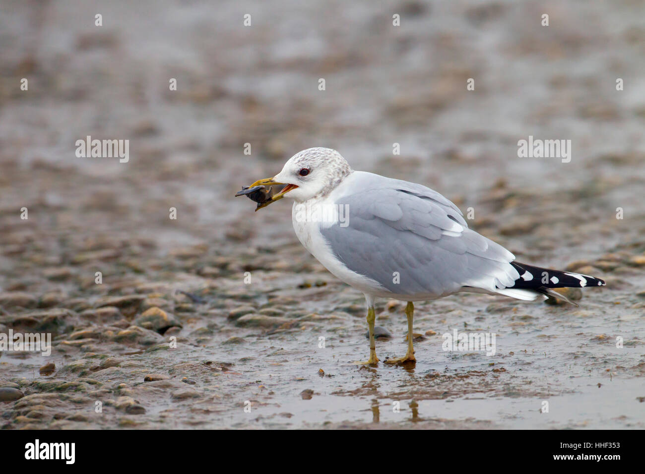 Common Gull Larus canus eating mussel on foreshore Winter Stock Photo