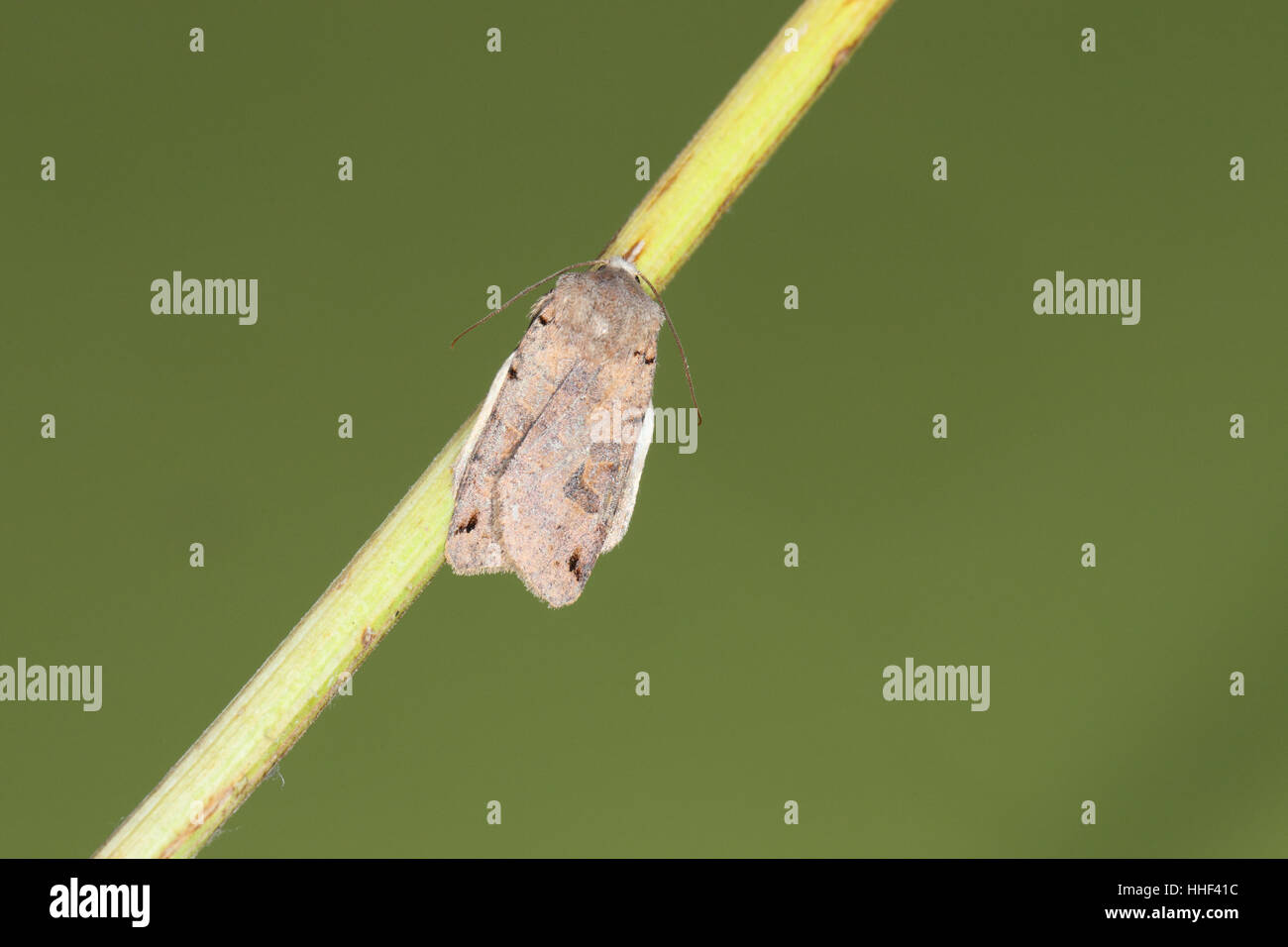 Brown-spot Pinion (Agrochola litura) moth perched on a plant stem against a clean green background Stock Photo