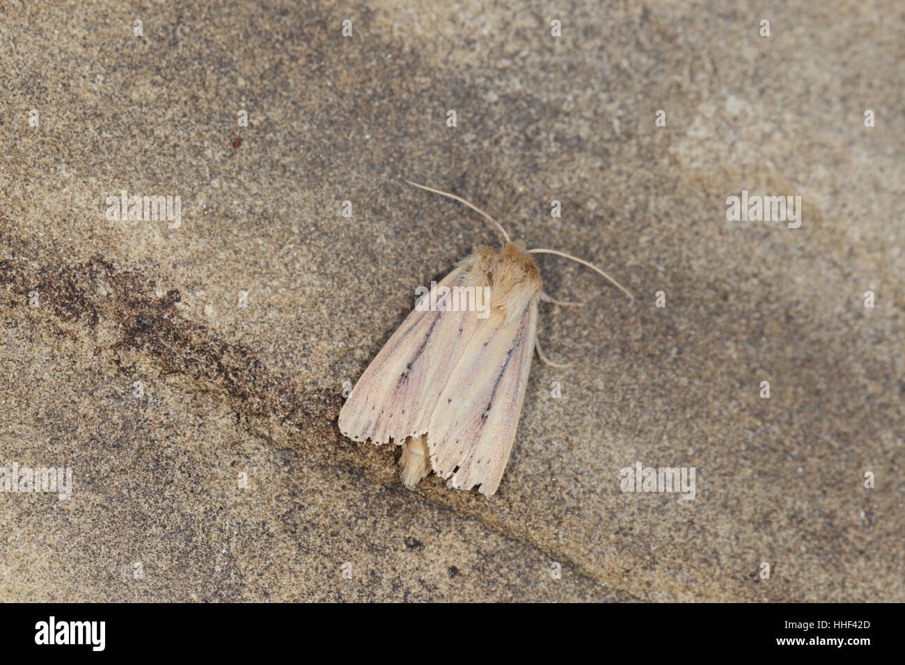 Bulrush Wainscot (Nonagria typhae) - a marshland moth photographed in a ...