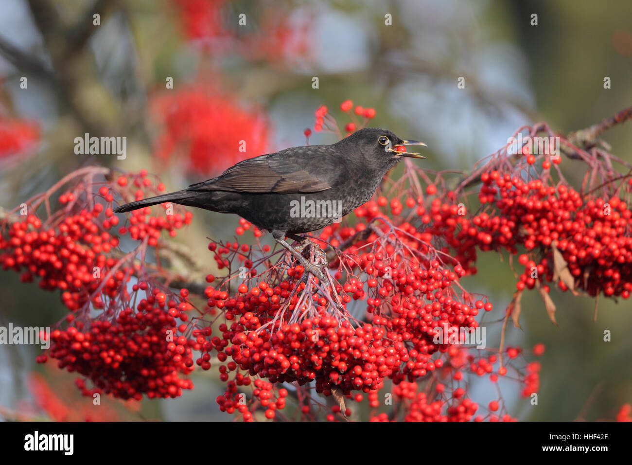 Eurasian Blackbird (Turdus merula) - juvenile male feeding on red berries in winter Stock Photo