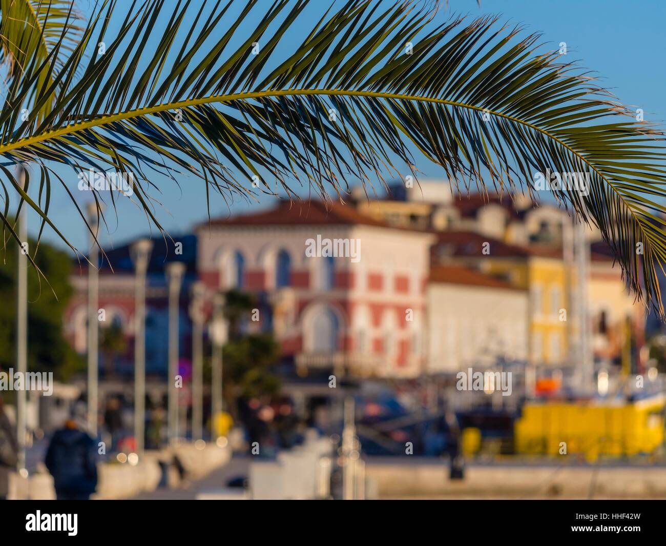 Porec in Istria Croatia palm tree branch riva warm sunset light Stock Photo